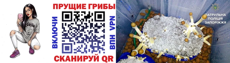 Купить где  Борисоглебск  Галлюциногенные грибы MAGIC MUSHROOMS 