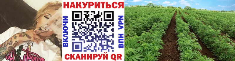 Купить где  Борисоглебск  Канабис гибрид 